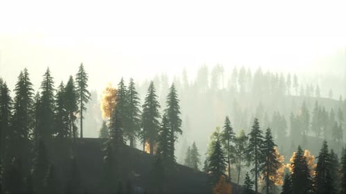 Sunlight in Spruce Forest in the Fog on the Background of Mountains at Sunset
