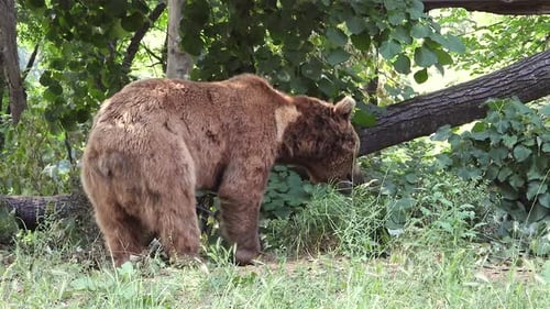 Real Wild Bear In Natural Habitat Among The Trees In The Forest