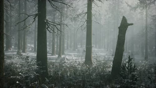 Winter Snowcovered Forest on a Cloudy Day