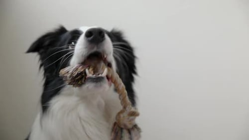 Pet Activity