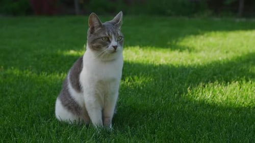 Curious White Tabby Domestic Cat Sitting on a Green Grass Lawn Outside