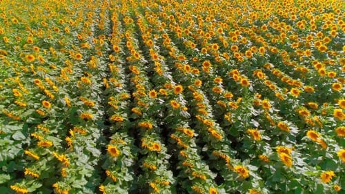 Aerial View of Vibrant Sunflower Field in Summer