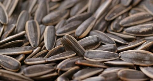 Pile of Fresh Black Sunflower Seeds, Close Up