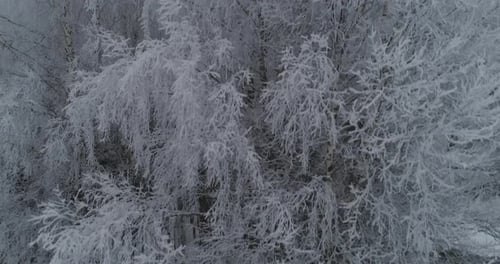 Winter Landscape Forest
