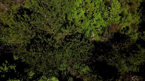 Directly Above View Flying Forward Above Beautiful Green Forest