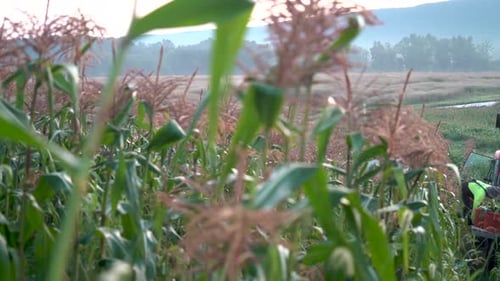 Cornfield in Rural Landscape with Harvesting Tractor