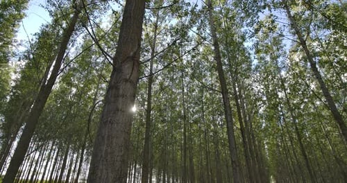 Inside The Forest