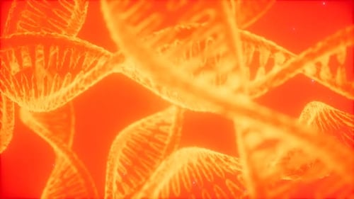 Structure of the DNA Double Helix Animation