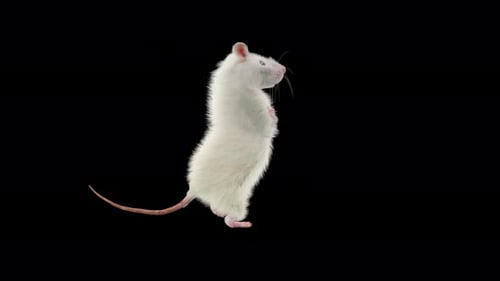 Animated White Rat Dancing and Standing on Black Background
