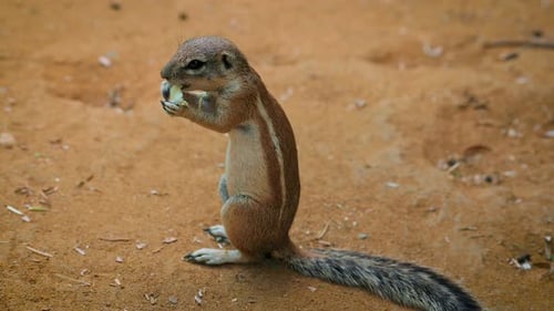 Cape Ground Squirrel or South African Ground Squirrel Eating