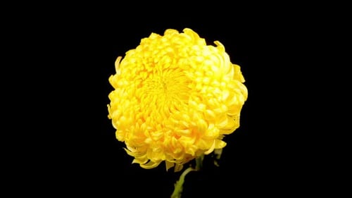 Yellow Pompom Chrysanthemum Flower Isolated on Black