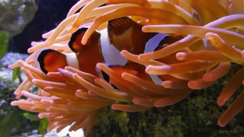Tropical Fish Under Water