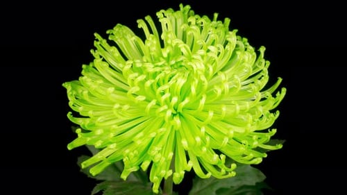 Beautiful Green Chrysanthemum Flower Opening
