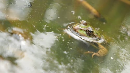 Dirty pond water Rana Bergeri frog lurking for pray 4K 2160p UltraHD footage - Rana ridibunda relaxi