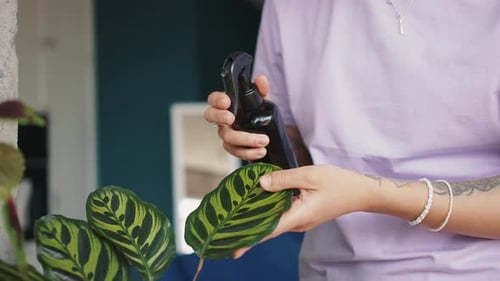 Person Watering House Plants Indoors with Spray Bottle