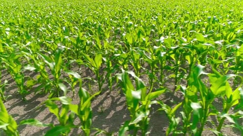 Green Cornfield