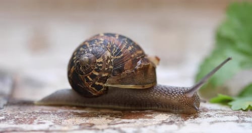 Essbare Schnecke kriecht auf Holz