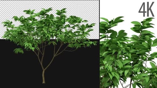 Animated 3D Green Tree with Swaying Leaves
