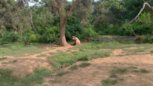 A Group of Brown Bears From Aerial