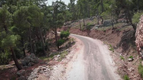 Winding narrow road in green tree forest.