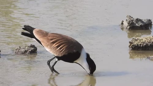 Un pájaro avefría junto al agua