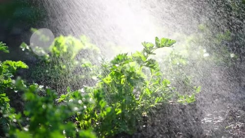Watering From a Garden Watering Can Bushes of Parsley at Garden Bed