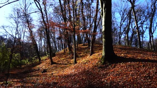 Abgefallene Blätter im Herbstpark.