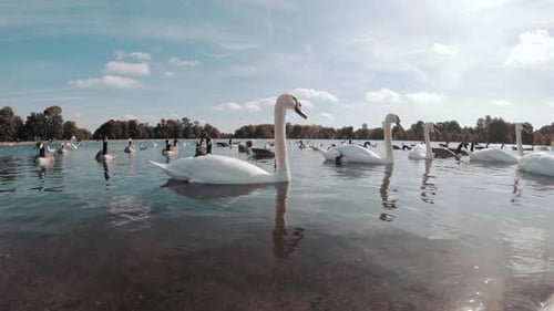Algunos cisnes y patos flotando en un estanque.