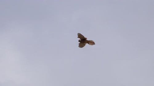 Harrier Hawk Soaring in the Sky