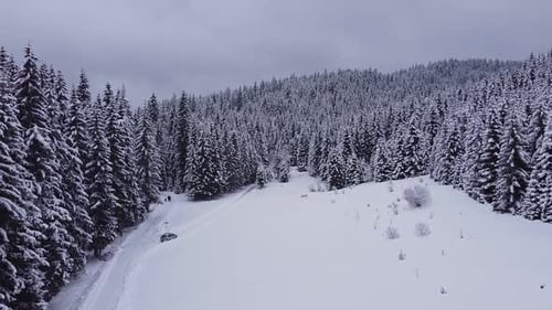 Snowy Forest