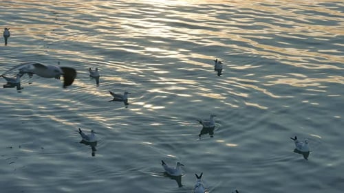Vogel auf dem Meer