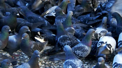 Tierische Vogeltauben 7