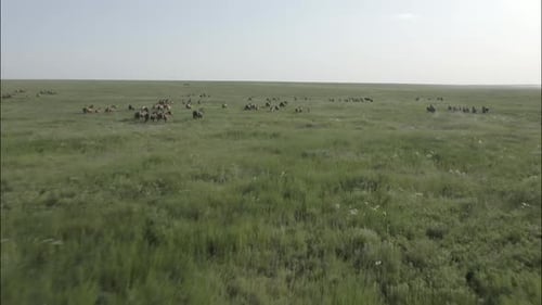 Chevaux sauvages qui courent des Mustangs sauvages sur la belle herbe verte