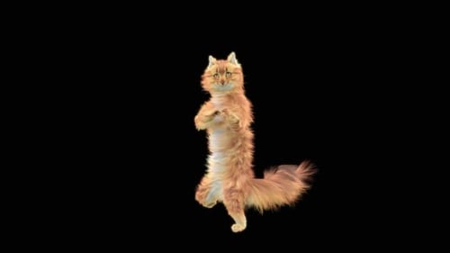 Katze HD