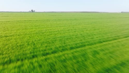 Aerial View of the Lush Greenery Within Huge Organic Farmland As Seen From Above