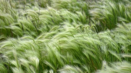 Grass blowing in the wind in slow motion