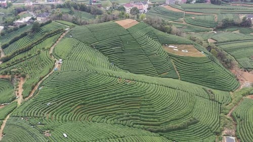 Tea plantation in mountain