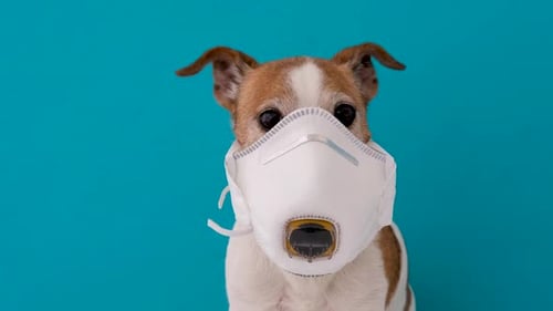 Dog Wearing a Medical Face Mask to Protect Herself From Infection