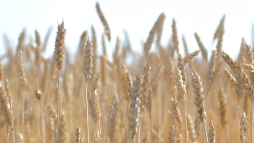 Golden Wheat Field Swaying in the Breeze