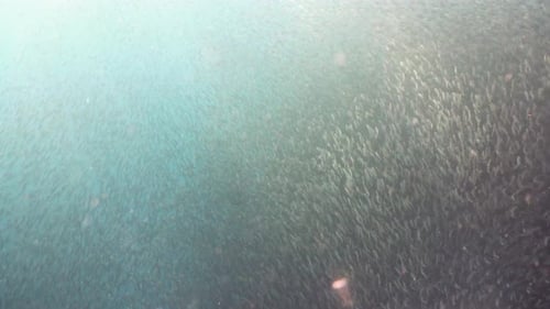 School of Fish Swimming Underwater in Ocean