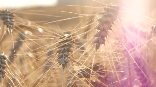 Wheat Violet Soft