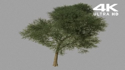 Realistic Tree Growing Animation with Alpha Channel