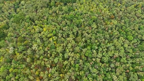 Green Forest