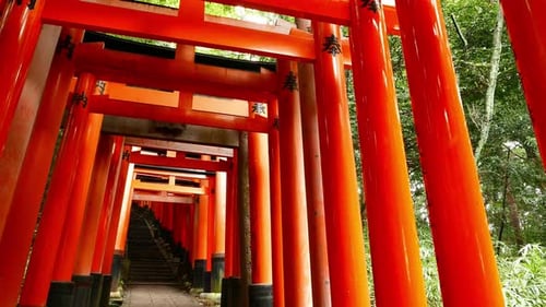 Torii gates glide in Kyoto