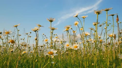 Wiese of Spring Gänseblümchen
