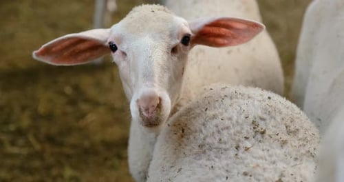 Schafe auf einer Herdenfarm