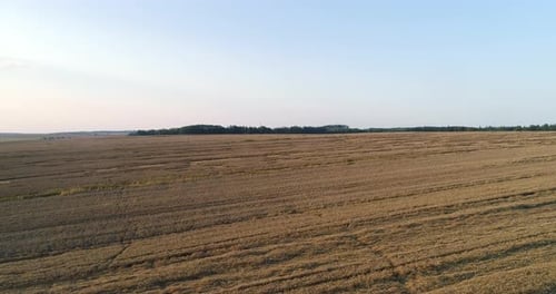 Flying Over Wheat Field Agriculture