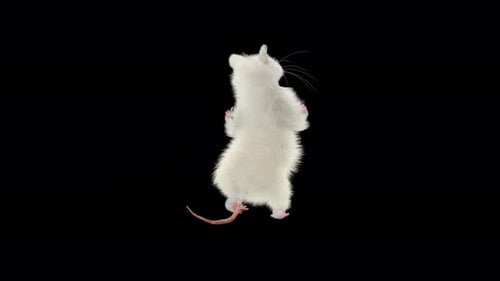Animated White Rat Standing and Looking Around