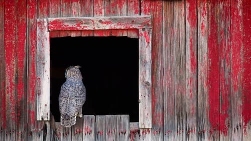 Owl Perched in Red Wooden Barn Window