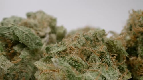 Close Up Footage of Cannabis Buds